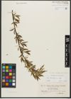 Foto von Salix triandra subsp. triandra L.